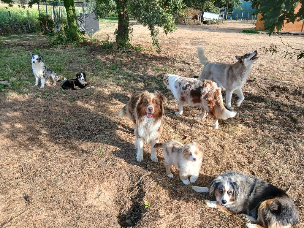 Mes Chiens