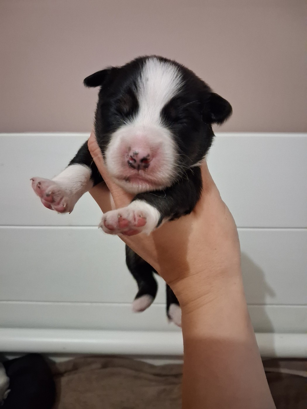 de la Sableyre - Chiots disponibles - Berger Américain Miniature 