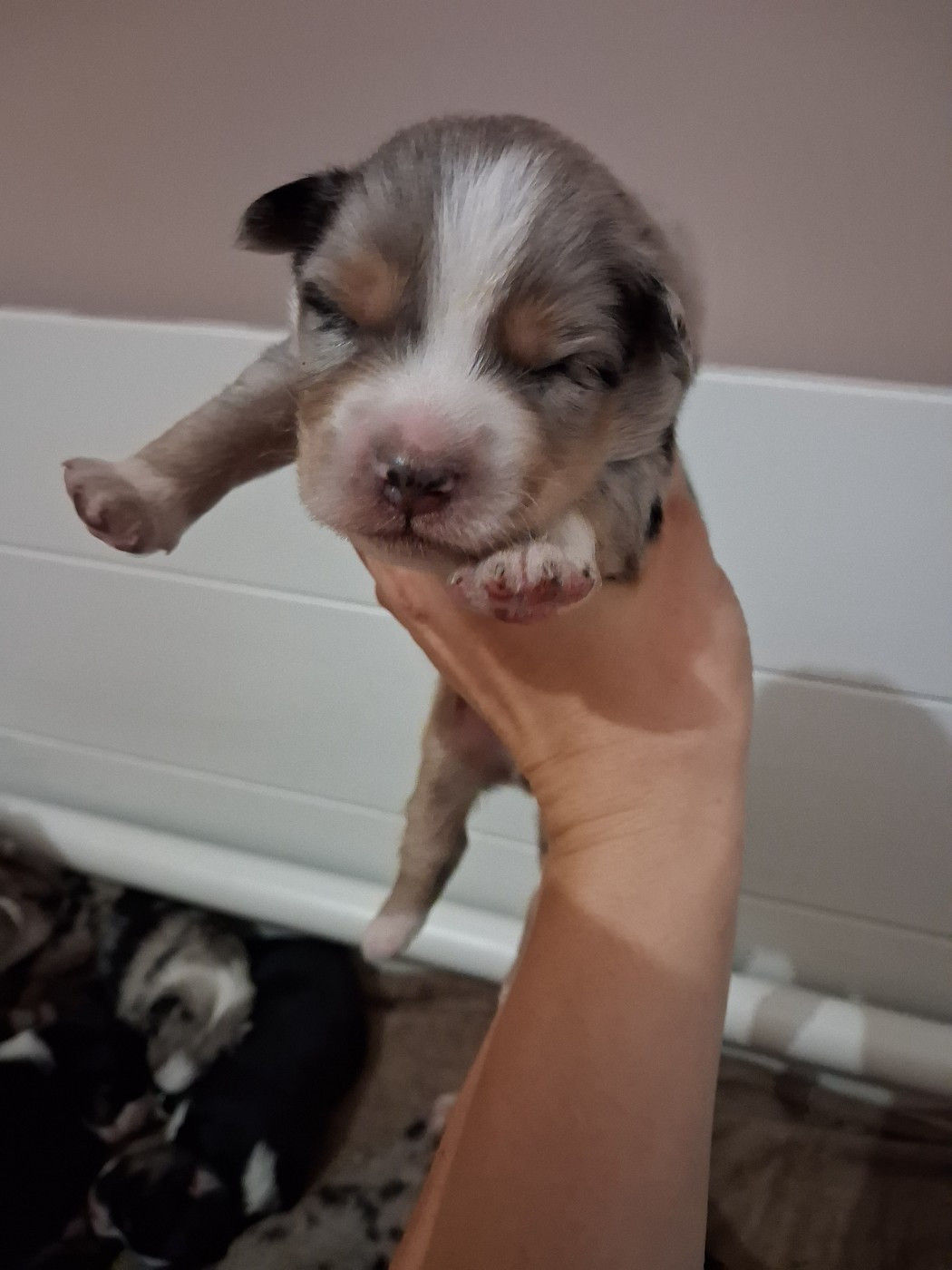 de la Sableyre - Chiots disponibles - Berger Américain Miniature 