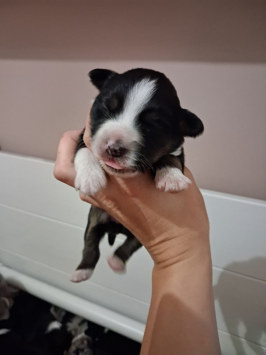 de la Sableyre - Chiots disponibles - Berger Américain Miniature 