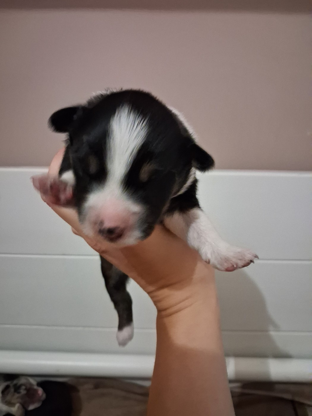 de la Sableyre - Chiots disponibles - Berger Américain Miniature 