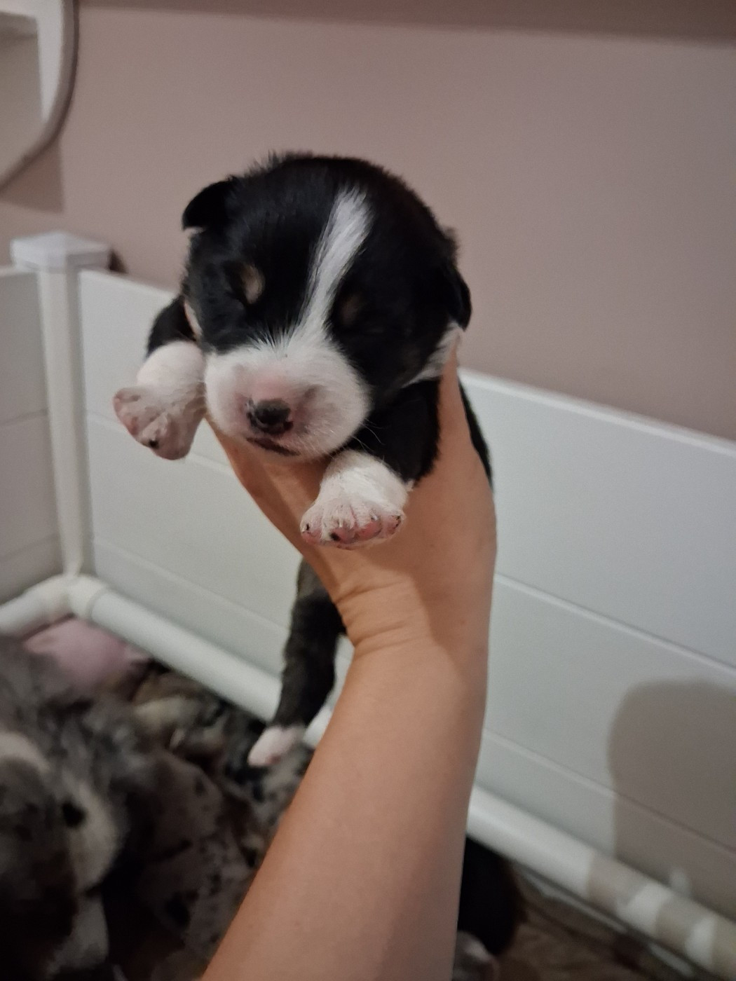 de la Sableyre - Chiots disponibles - Berger Américain Miniature 