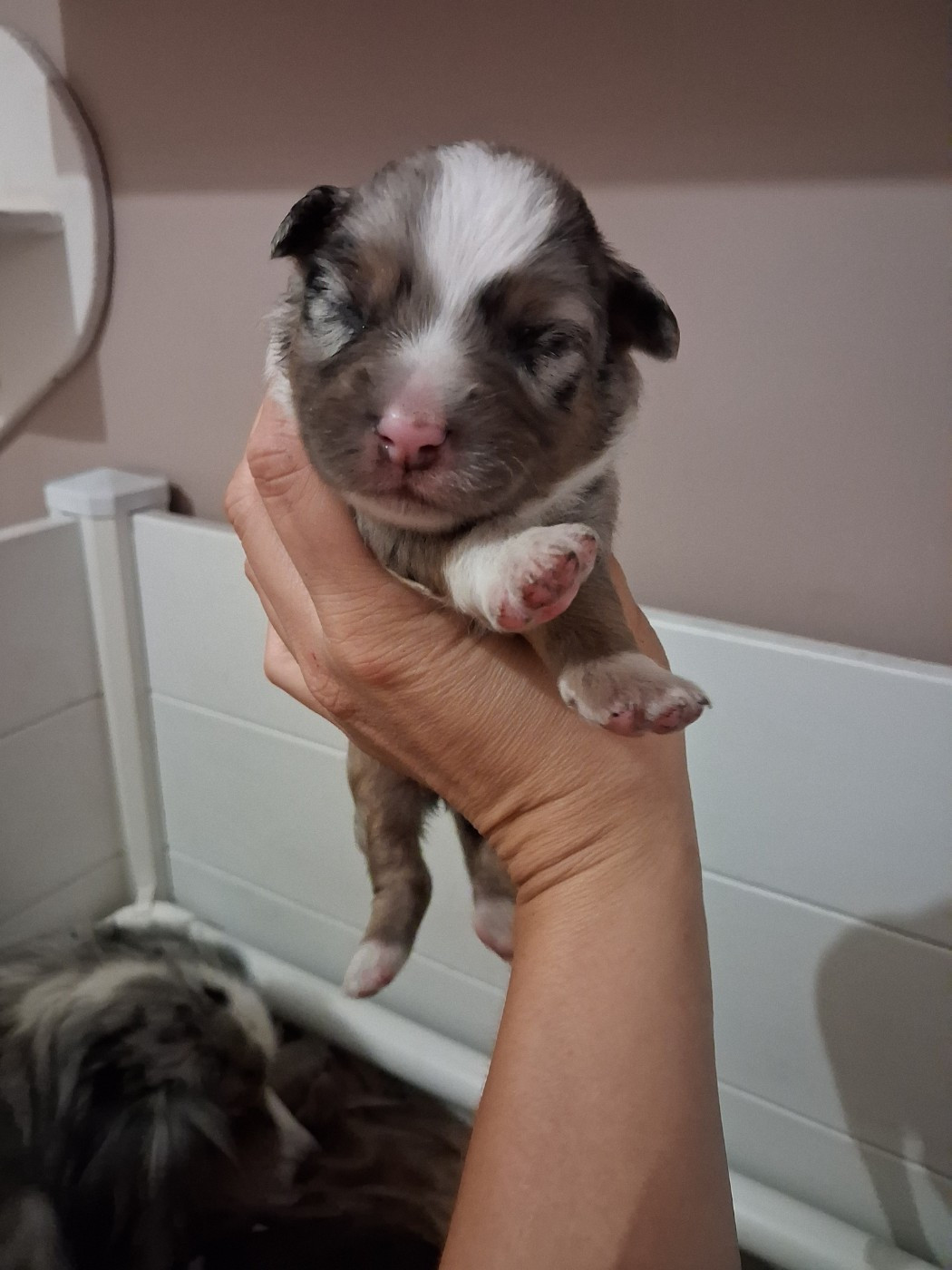 de la Sableyre - Chiots disponibles - Berger Américain Miniature 