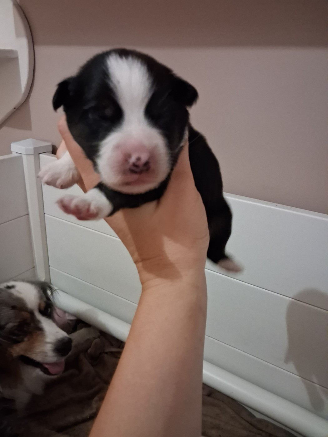 de la Sableyre - Chiots disponibles - Berger Américain Miniature 