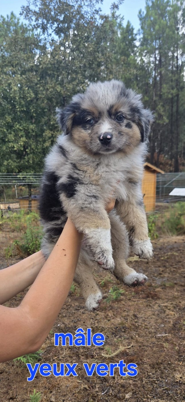 de la Sableyre - Chiots disponibles - Berger Américain Miniature 