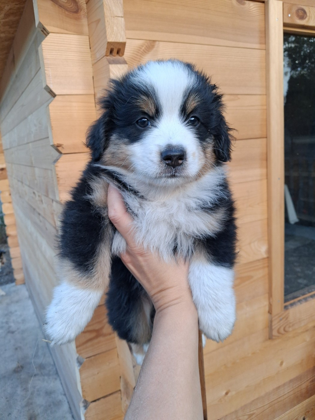 de la Sableyre - Chiots disponibles - Berger Américain Miniature 