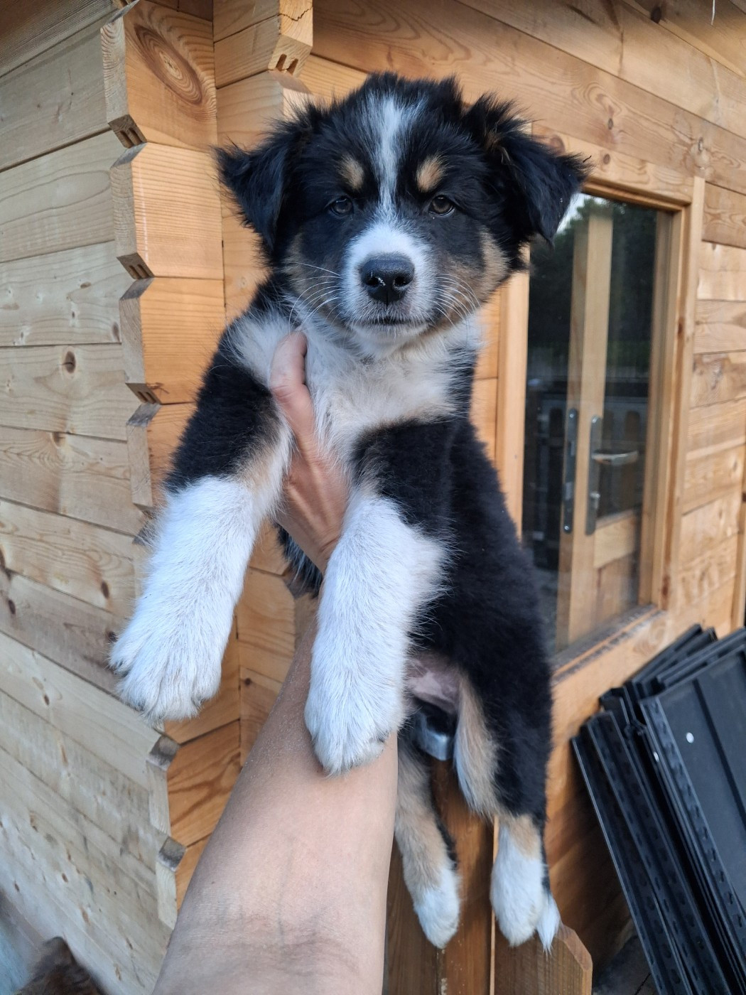 de la Sableyre - Chiots disponibles - Berger Américain Miniature 
