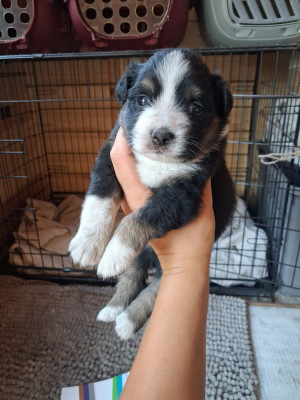 CHIOT 3