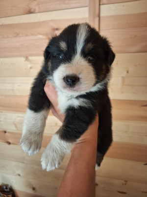 CHIOT 5