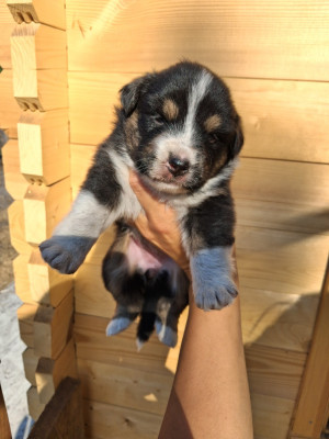 CHIOT 1