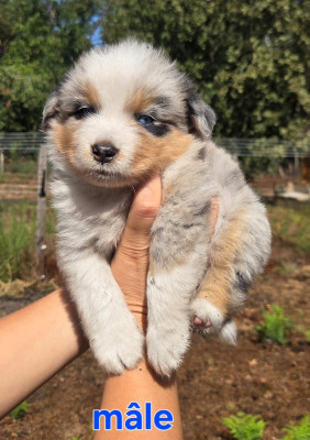 CHIOT 3