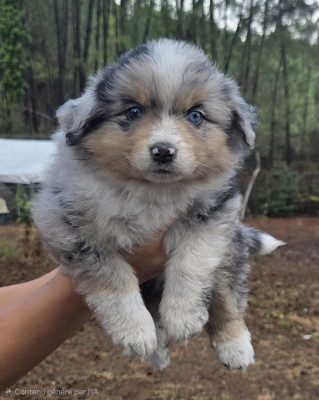 CHIOT 1