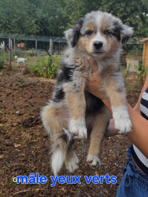 CHIOT 2