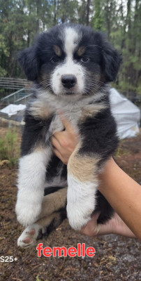 CHIOT 4