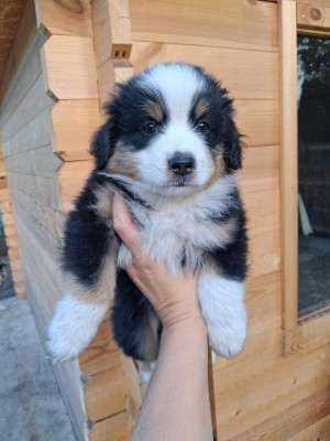 CHIOT 5